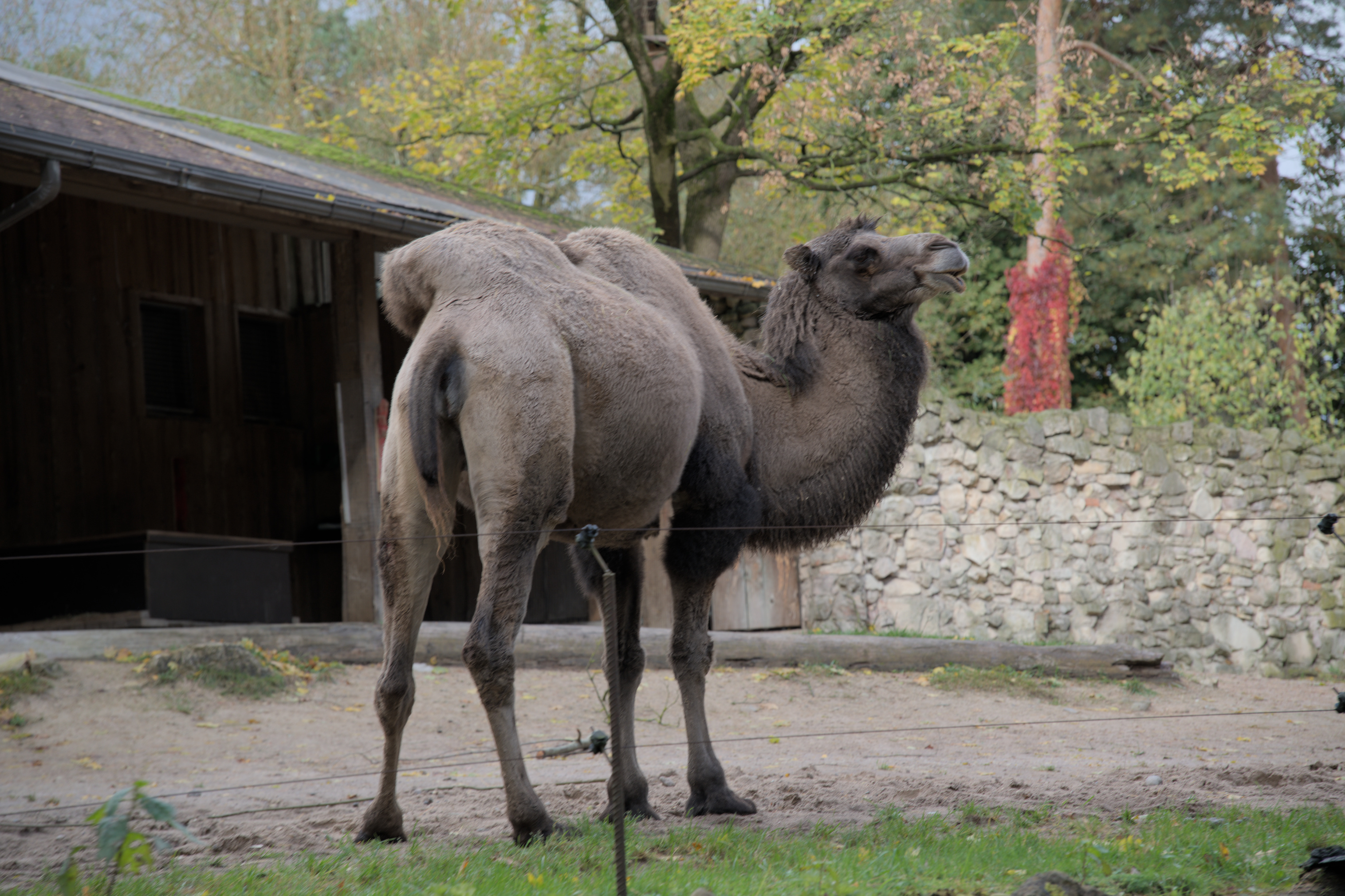 2025/10/12 - zoo/DSC_0041.jpg